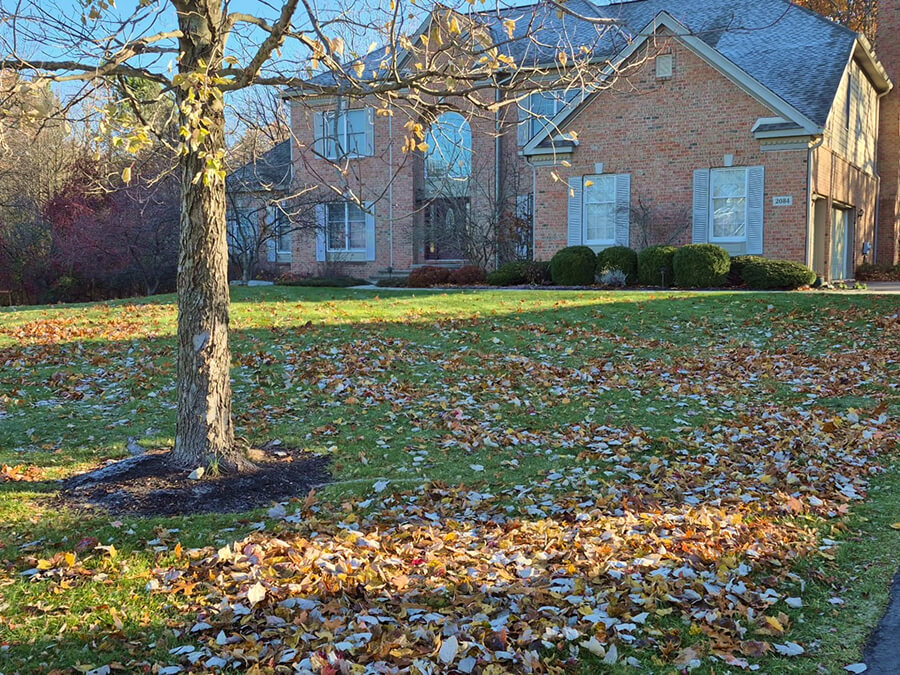 ann arbor fall cleanup leaves.jpg