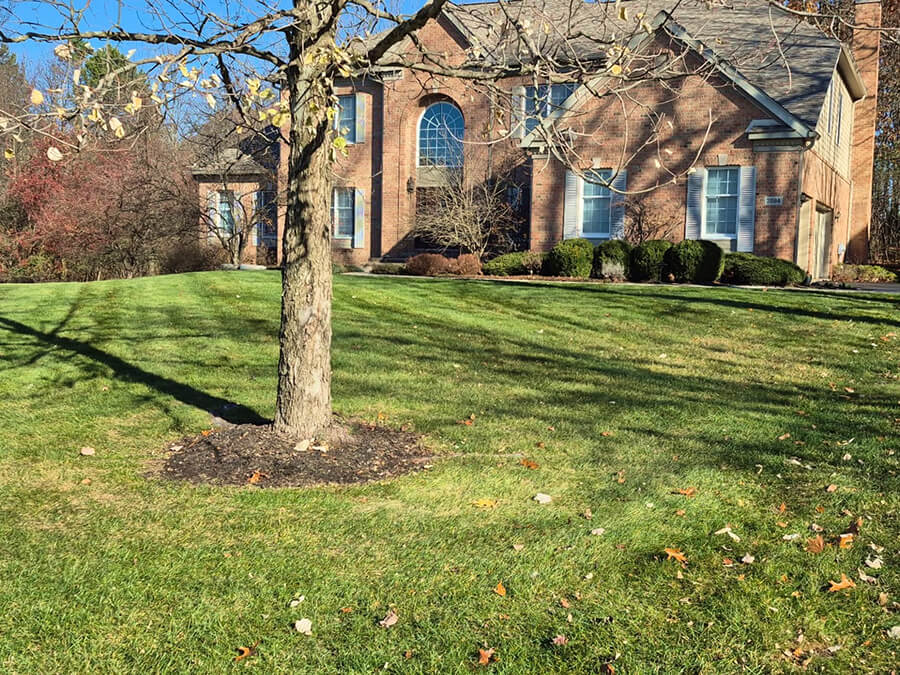 ann arbor tree mulch ring install